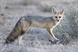 Афганська лисиця - маленька тварина з пухнастими вухами і хвостом Афганська лисиця - маленька тварина з пухнастими вухами і хвостом